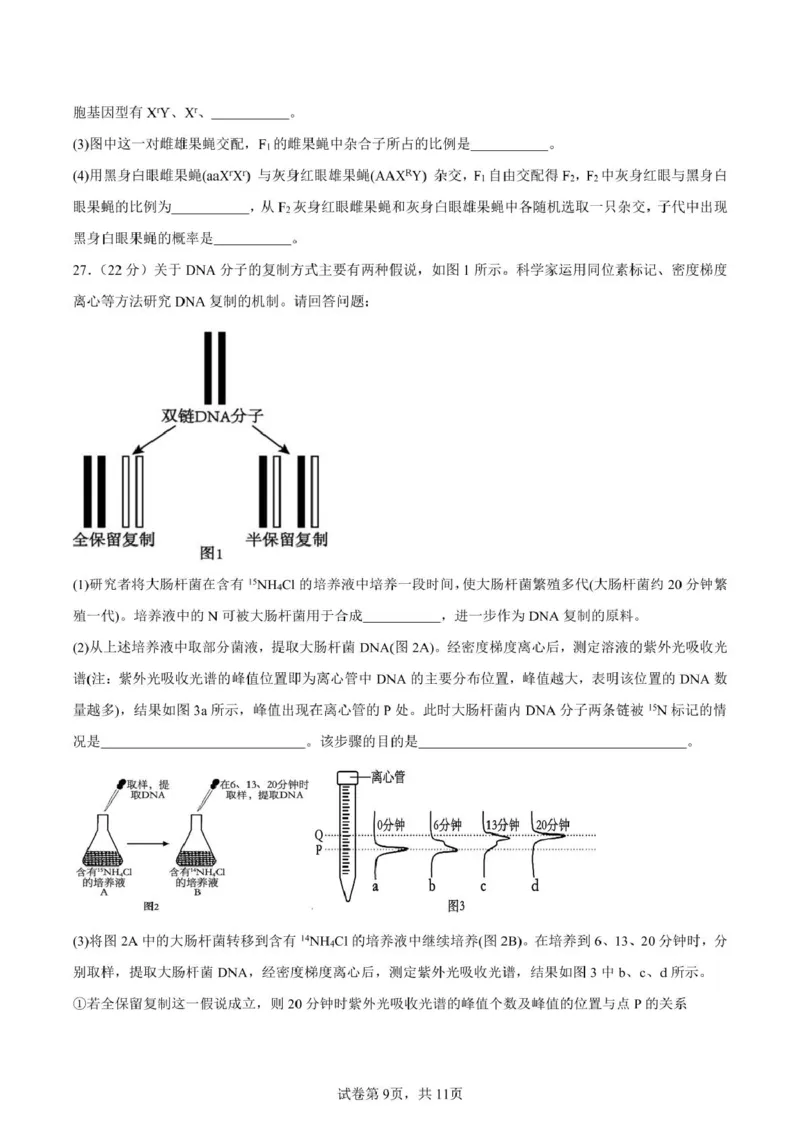 山东省新泰市第一中学北校2024&mdash;2025学年高一下学期期中考试生物试题新泰一中北校高一下学期期中考试_2025年05月试卷