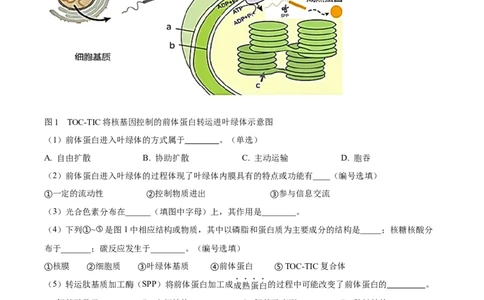 精品解析：上海市徐汇区2022~2023学年高三上学期第一次模拟考试生物试题（原卷版）_0122026上海中考一模二模真题试卷_2026年上海一模_上海1500初中高中试卷_高中_高三_模拟卷_生物