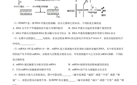 精品解析：上海市徐汇区2022~2023学年高三上学期第一次模拟考试生物试题（原卷版）_0122026上海中考一模二模真题试卷_2026年上海一模_上海1500初中高中试卷_高中_高三_模拟卷_生物