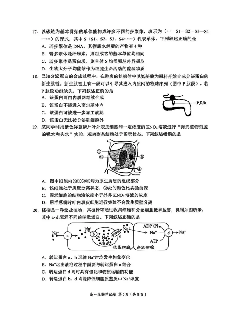 山东省日照市2025-2026学年高一上学期期中校际联合考试生物试卷(图片版含答案)_2025年12月高一试卷_251212山东省日照市2025-2026学年高一上学期期中校际联合考试（全）