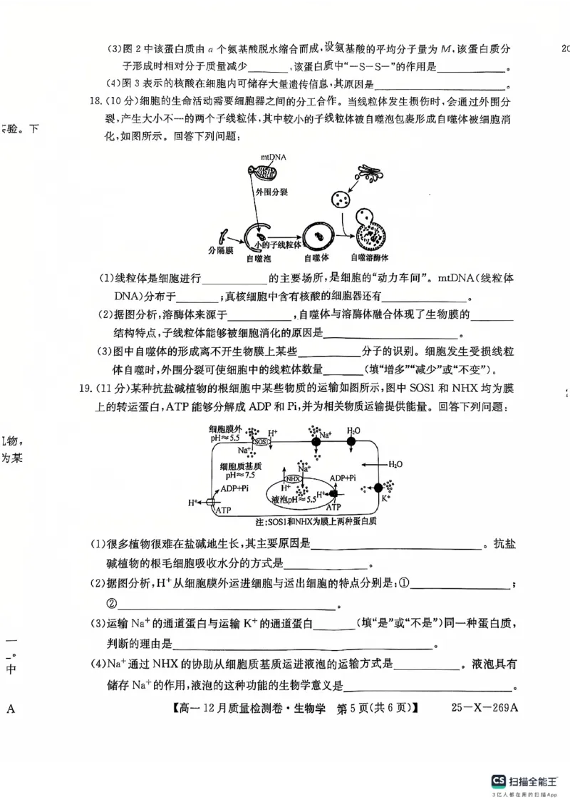 学年高一12月质量检测卷_生物学_2024年12月试卷_1229山西省三晋卓越联盟2024-2025学年高一上学期12月月考_山西省三晋卓越联盟2024-2025学年高一上学期12月月考生物试题PDF版含解析