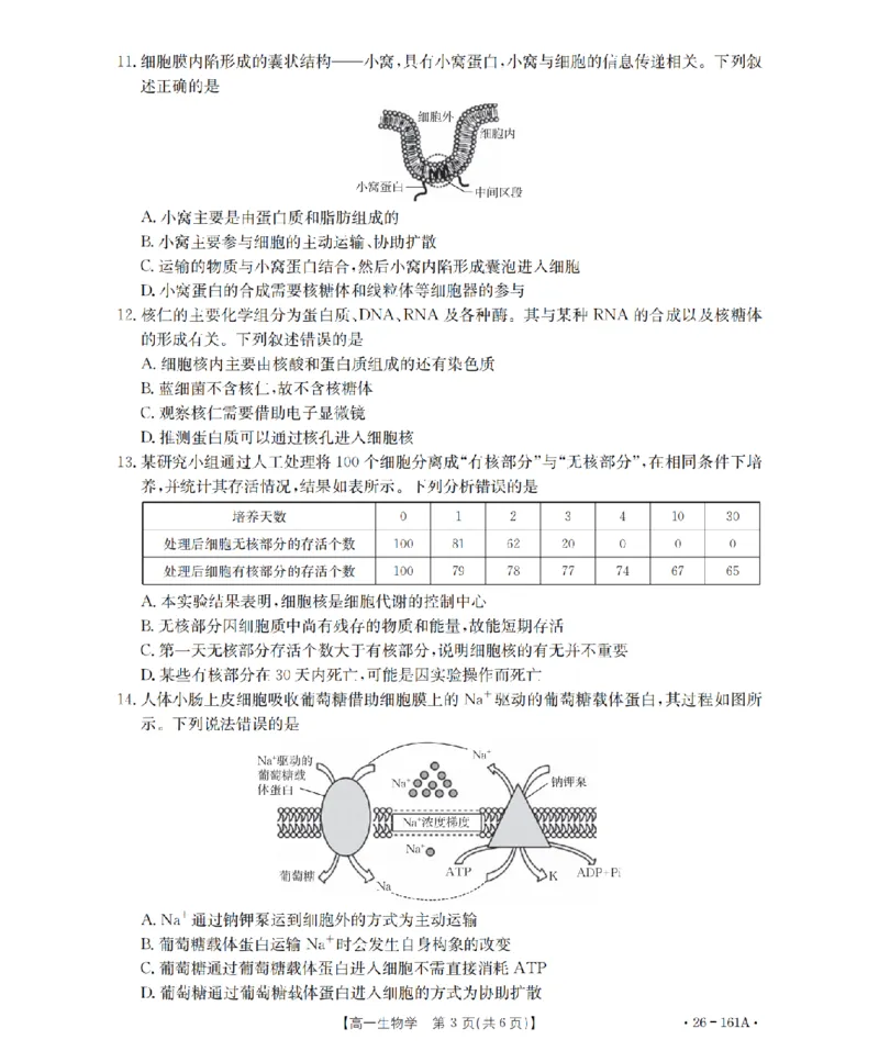 安徽省2025-2026学年高一上学期12月月考（26-161A）生物_2026年01月高一试卷_260117金太阳&middot;安徽省2025-2026学年高一上学期12月月考（26-161A）（全）