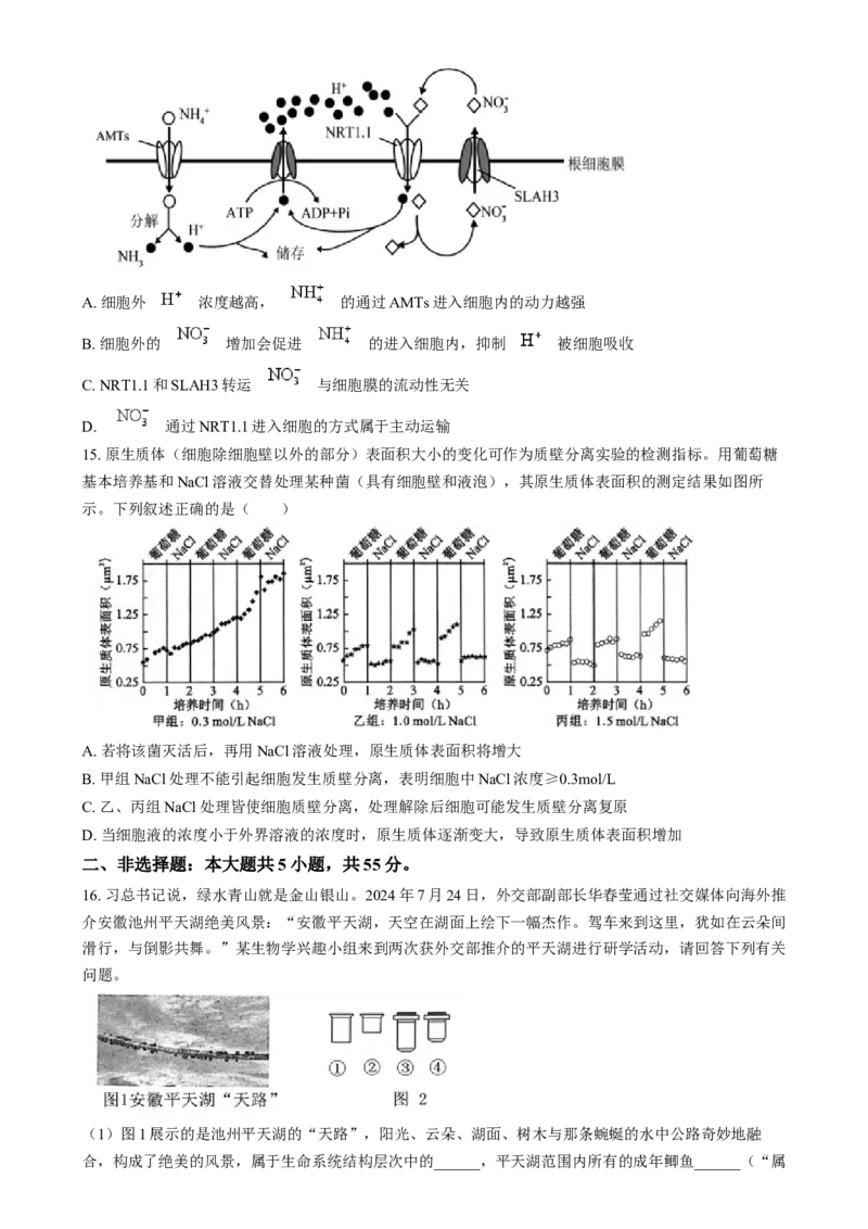 安徽省江南十校2024-2025学年高一上学期12月分科诊断联考生物试题Word版无答案_2025年01月试卷_0112安徽省江南十校2024-2025学年高一上学期12月份分科诊断考试