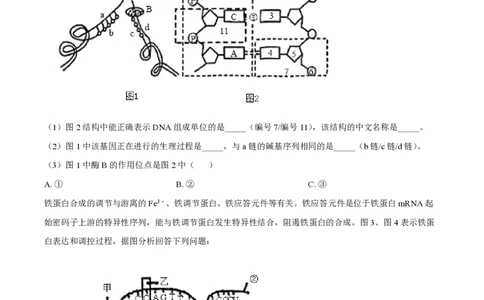 精品解析：上海市曹杨二中2022-2023学年高一下学期期末生物试题（原卷版）_0122026上海中考一模二模真题试卷_2026年上海一模_上海1500初中高中试卷_高中_高一_下学期_3：期末