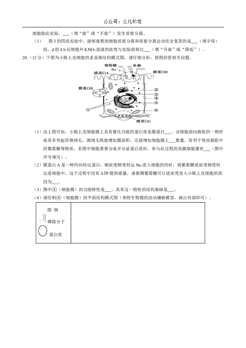 安徽师范大学附属中学2024-2025学年高一上学期12月月考生物试卷_2025年01月试卷_0108安徽师范大学附属中学2024-2025学年高一上学期12月月考试题