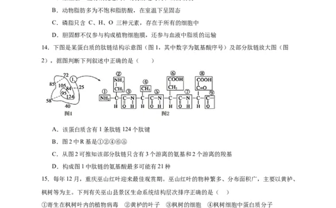安徽省六安市独山中学2025-2026学年高一上学期10月月考生物试题含答案_2025年11月高一试卷_251101安徽省六安市独山中学2025-2026学年高一上学期10月月考（全）