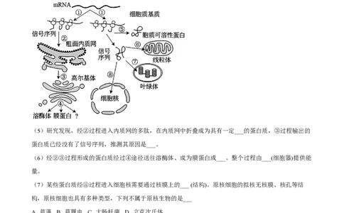精品解析：上海市华东师范大学二附中2022-2023学年高一下学期期中生物试题（原卷版）_0122026上海中考一模二模真题试卷_2026年上海一模_上海1500初中高中试卷_高中_高一_下学期_2：期中