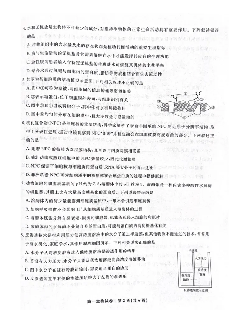 安徽省涡阳县2024-2025学年高一上学期1月期末生物试题_2025年03月试卷_0312安徽省亳州市涡阳县2024-2025学年高一上学期1月期末考试