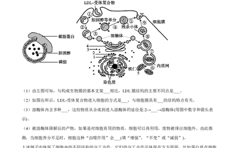 精品解析：上海市华东师范大学二附中2022-2023学年高一下学期期中生物试题（解析版）_0122026上海中考一模二模真题试卷_2026年上海一模_上海1500初中高中试卷_高中_高一_下学期_2：期中