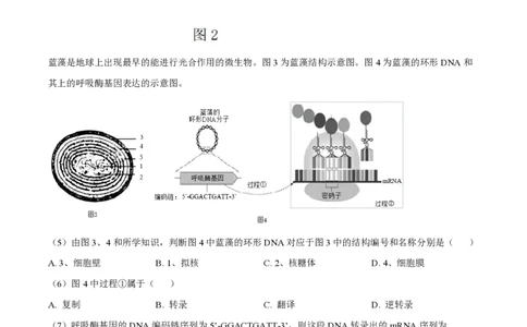 精品解析：上海市奉贤区致远高级中学2022-2023学年高一下学期期末教学评估生物试题（原卷版）_0122026上海中考一模二模真题试卷_2026年上海一模_上海1500初中高中试卷_高中_高一_下学期