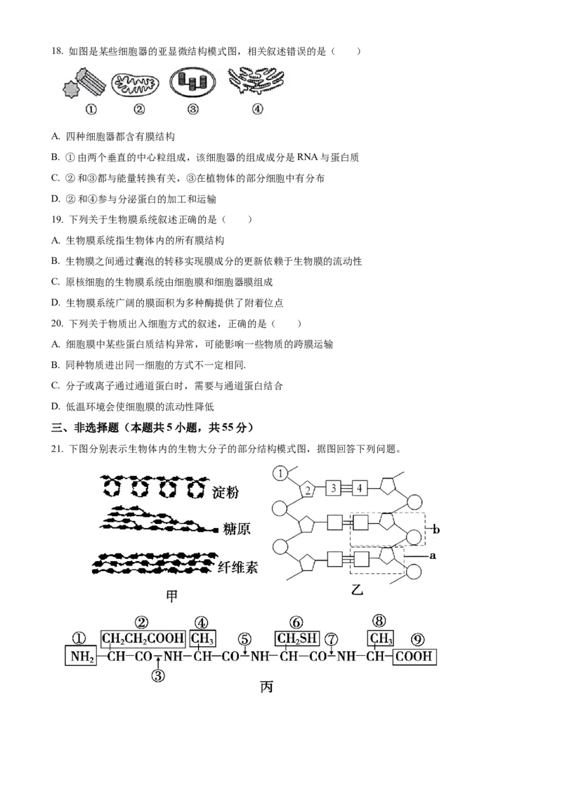 山东省枣庄市滕州市2024-2025学年高一上学期11月期中生物试题Word版无答案_2024年12月试卷_1217山东省枣庄市滕州市2024-2025学年高一上学期11月期中考试