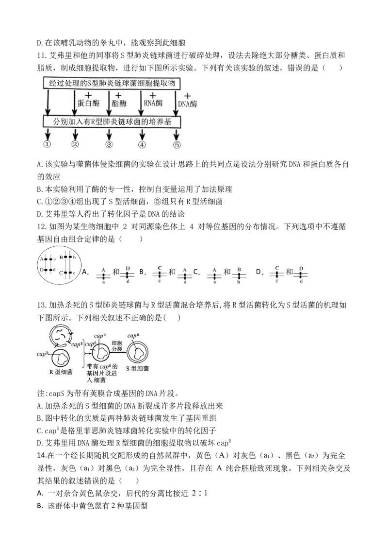 广东省湛江市第二十一中学2024-2025学年高一下学期4月月考生物试题_2025年04月试卷_0410广东省湛江市第二十一中学2024-2025学年高一下学期4月月考