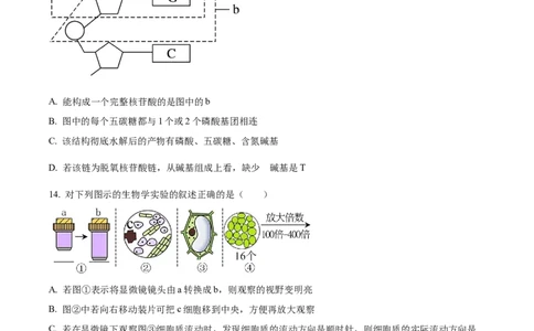 广东省清远市九校联考2024-2025学年高一上学期11月期中生物试题Word版无答案_2024年11月试卷_1127广东省清远市九校2024-2025学年高一上学期11月期中联考