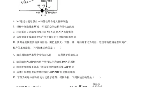 山西省晋中市2024-2025学年高一上学期期末调研测试生物试卷Word版无答案_2025年03月试卷_0315山西省晋中市2024-2025学年高一上学期期末考试