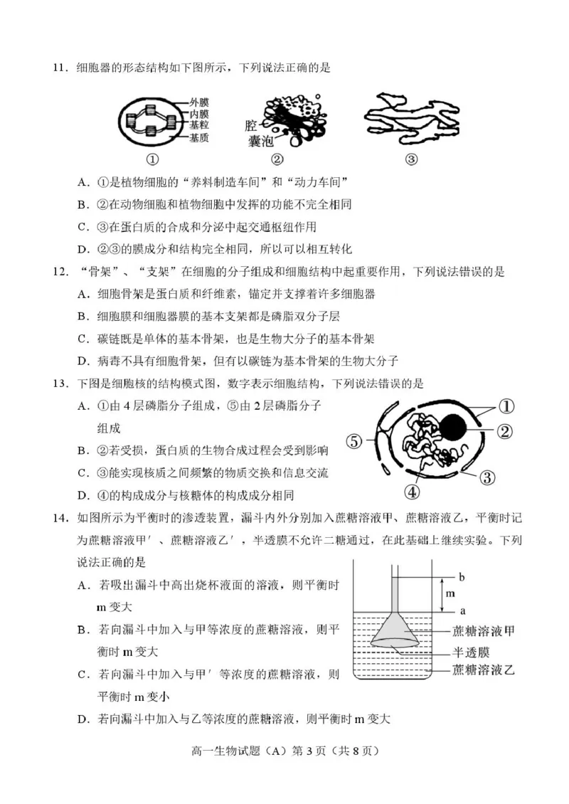 山东省菏泽市2025-2026学年高一上学期期中联考试题生物（A）PDF版含答案_2025年12月高一试卷_251222山东省菏泽市2025-2026学年高一上学期期中联考
