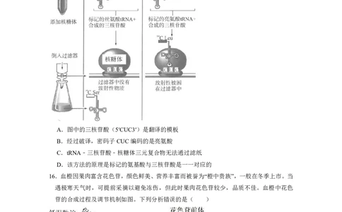 广东实验中学2024-2025学年下期中考试生物学_2025年05月试卷_0519广东实验中学2024-2025学年高一下学期期中考试_广东实验中学2024-2025学年高一下学期期中考试生物Word版含答案