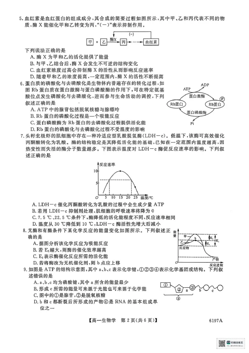 山东省菏泽市鄄城县第一中学2025-2026学年高一上学期12月月考生物试题（PDF版，含部分解析）_2025年12月高一试卷_251219山东省菏泽市鄄城县第一中学2025-2026学年高一上学期12月月考（全）