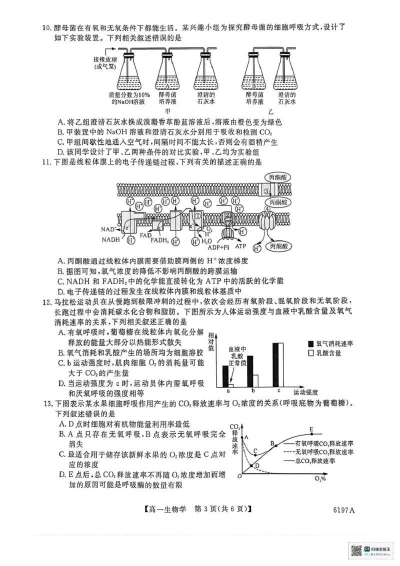 山东省菏泽市鄄城县第一中学2025-2026学年高一上学期12月月考生物试题（PDF版，含部分解析）_2025年12月高一试卷_251219山东省菏泽市鄄城县第一中学2025-2026学年高一上学期12月月考（全）