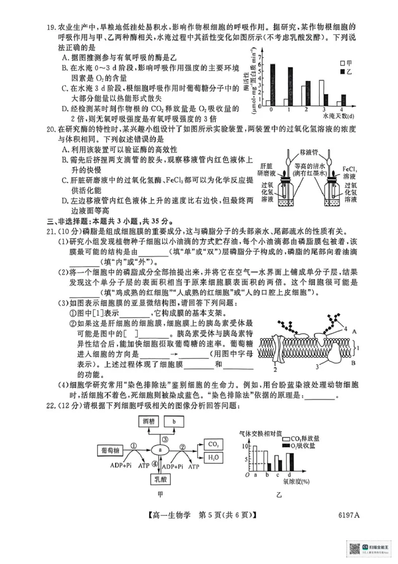 山东省菏泽市鄄城县第一中学2025-2026学年高一上学期12月月考生物试题（PDF版，含部分解析）_2025年12月高一试卷_251219山东省菏泽市鄄城县第一中学2025-2026学年高一上学期12月月考（全）