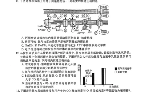 山东省菏泽市鄄城县第一中学2025-2026学年高一上学期12月月考生物试题（PDF版，含部分解析）_2025年12月高一试卷_251219山东省菏泽市鄄城县第一中学2025-2026学年高一上学期12月月考（全）