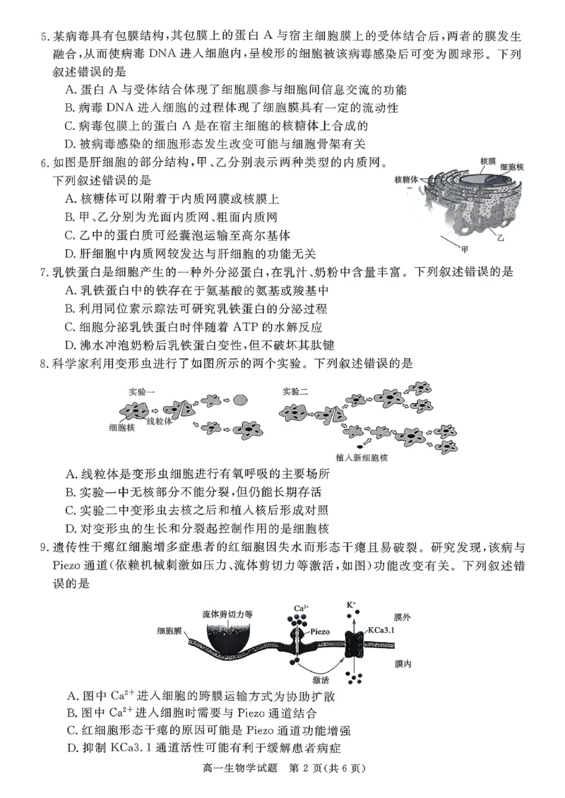 山西晋城市2025-2026学年高一上学期期末自测生物练习（图片版，含解析）_2026年02月高一试卷_260214山西省晋城市2025-2026学年高一上学期2月期末自测（全）