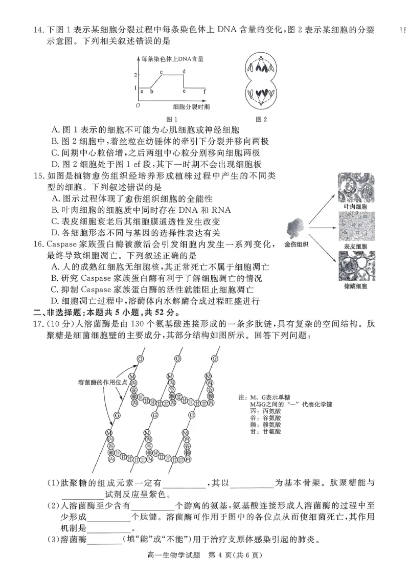 山西晋城市2025-2026学年高一上学期期末自测生物练习（图片版，含解析）_2026年02月高一试卷_260214山西省晋城市2025-2026学年高一上学期2月期末自测（全）