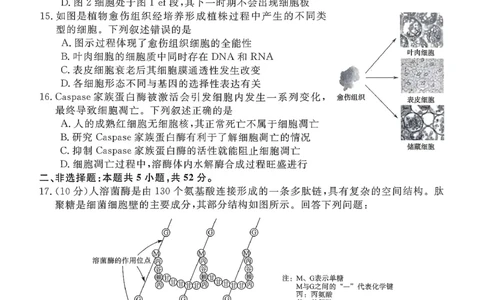 山西晋城市2025-2026学年高一上学期期末自测生物练习（图片版，含解析）_2026年02月高一试卷_260214山西省晋城市2025-2026学年高一上学期2月期末自测（全）