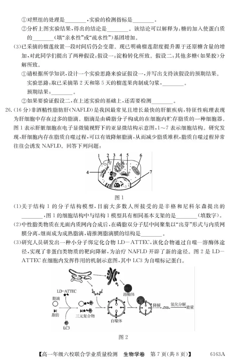 广东省惠州市六校2025-2026学年高一上学期联合学业质量检测生物试卷_2025年12月高一试卷_251215广东省六校2025-2026学年高一上学期12月联合学业质量检测（全）