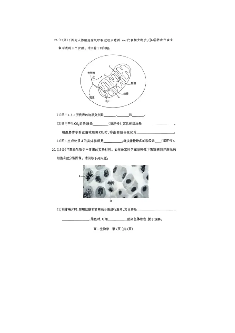 山西省太原市2024-2025学年高一上学期1月期末生物学试卷（图片版，含答案）_2025年03月试卷_0316山西省太原市2024-2025学年高一上学期期末考试