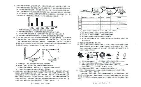 广西示高2025年秋季期中高一联考生物试卷_2025年11月高一试卷_251127广西示范性高中2025-2026学年高一上学期期中联合调研测试（全）
