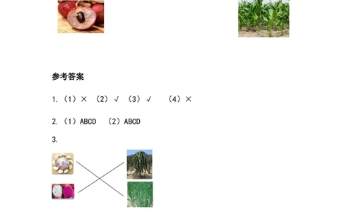 《试种一粒籽》学案(1)_26新二年级道法下册（统编版）_版本二_教学设计_教案2_二年级下册1.4《试种一粒籽》教案+学案+同步练习（1课时，3份打包）
