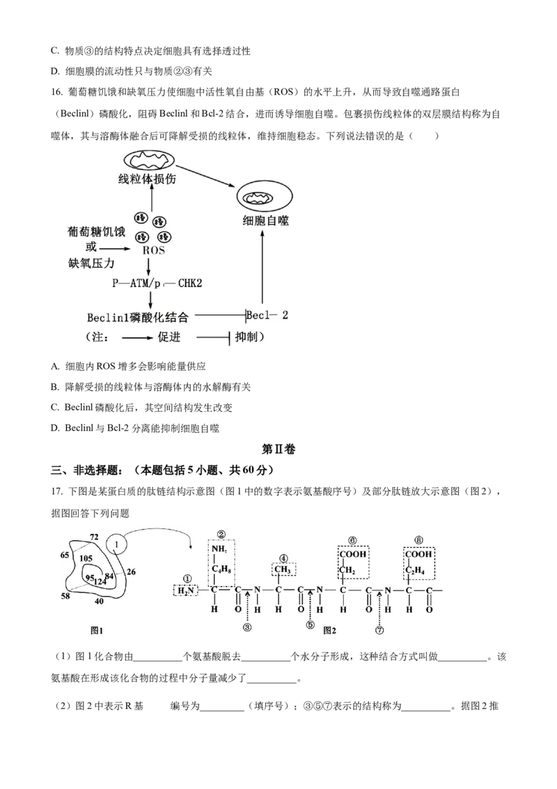 广东省茂名市电白区2024-2025学年高一上学期11月期中考试生物试题Word版无答案_2024年12月试卷_1216广东省茂名市电白区2024-2025学年高一上学期期中考试