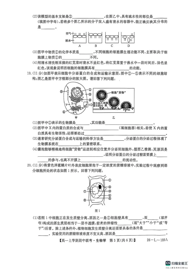 开封五校期中联考高一生物_2025年12月高一试卷_251217河南省开封市五校2025-2026学年高一上学期期中联考_河南省开封市五校2025-2026学年高一上学期11月期中生物试题（图片版，含答案）