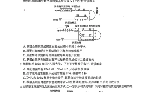 开封五校期中联考高一生物_2025年12月高一试卷_251217河南省开封市五校2025-2026学年高一上学期期中联考_河南省开封市五校2025-2026学年高一上学期11月期中生物试题（图片版，含答案）
