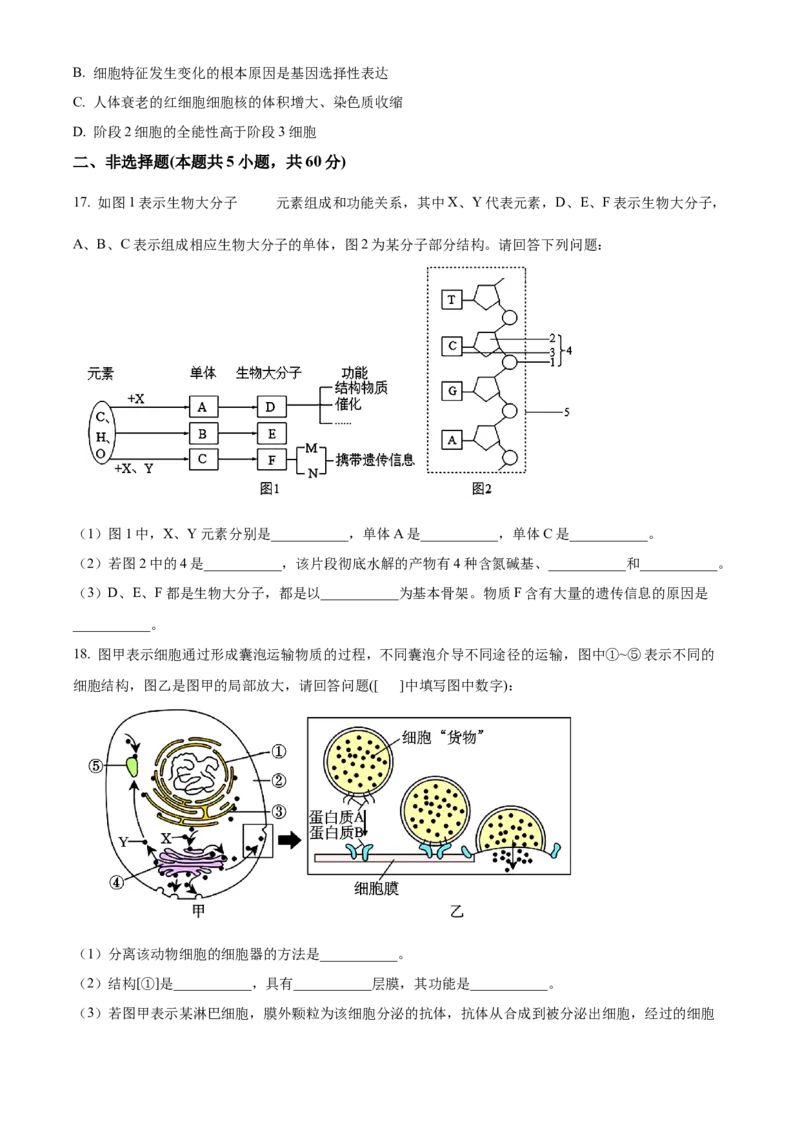 广西壮族自治区河池市2024-2025学年高一上学期1月期末生物试题Word版无答案_2025年03月试卷_0314广西壮族自治区河池市2024-2025学年高一上学期1月期末考试