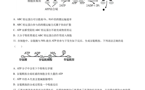 广西壮族自治区河池市2024-2025学年高一上学期1月期末生物试题Word版无答案_2025年03月试卷_0314广西壮族自治区河池市2024-2025学年高一上学期1月期末考试