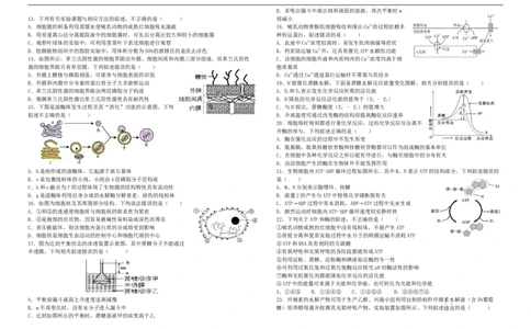 必修1试卷_2026年01月高一试卷_260102河北省邯郸市武安市第一中学2025-2026学年高一上学期12月月考（全）_河北省邯郸市武安市第一中学2025-2026学年高一上学期12月月考生物试题（含答案）