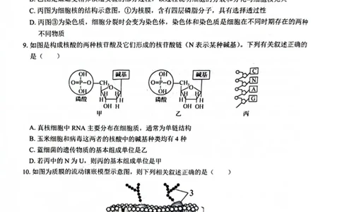 广西&ldquo;贵百河&mdash;武鸣高中&rdquo;2024-2025学年高一上学期12月新高考月考生物试题_2024年12月试卷_1220广西壮族自治区&ldquo;贵百河-武鸣高中&rdquo;2024-2025学年高一上学期12月月考试题