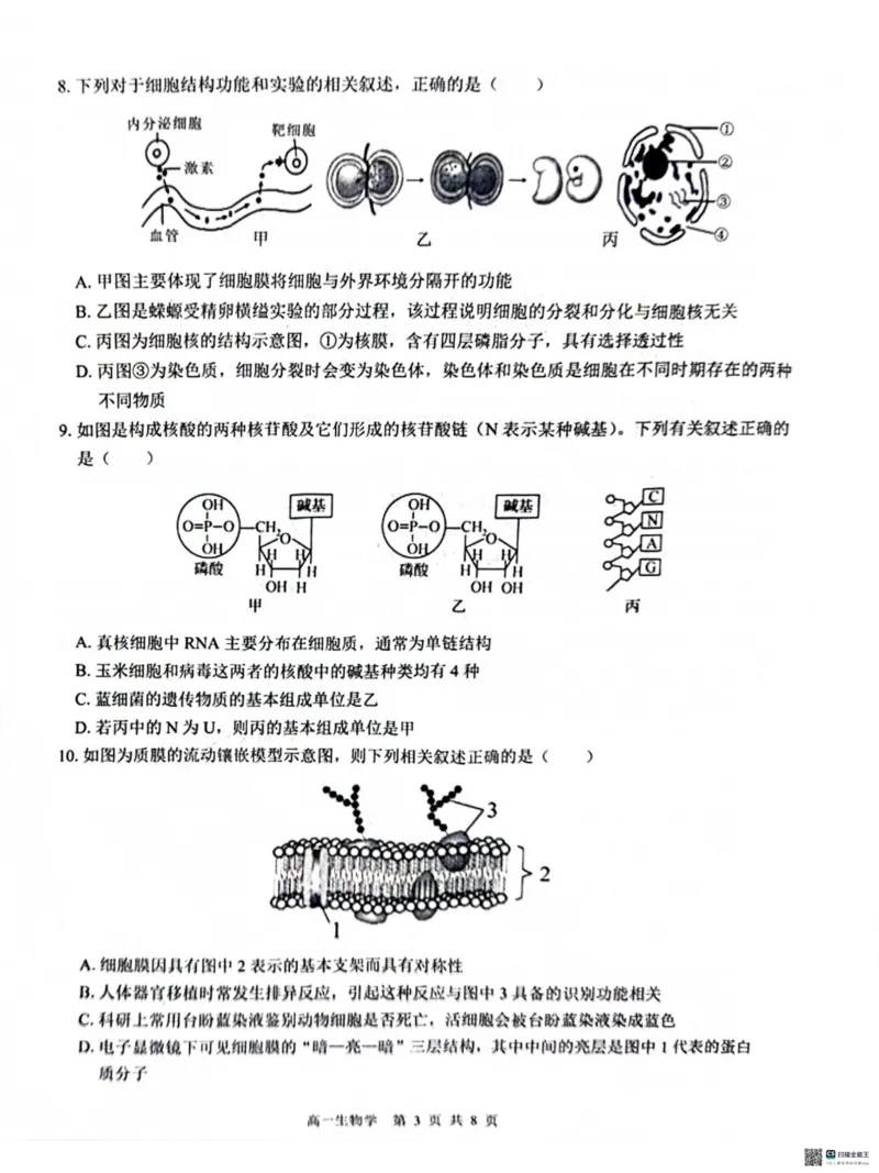 广西&ldquo;贵百河&mdash;武鸣高中&rdquo;2024-2025学年高一上学期12月新高考月考生物试题_2024年12月试卷_1220广西壮族自治区&ldquo;贵百河-武鸣高中&rdquo;2024-2025学年高一上学期12月月考试题