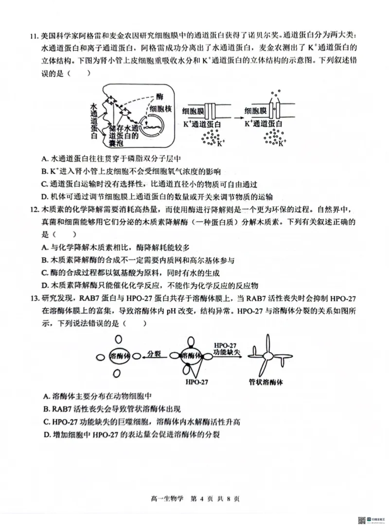 广西&ldquo;贵百河&mdash;武鸣高中&rdquo;2024-2025学年高一上学期12月新高考月考生物试题_2024年12月试卷_1220广西壮族自治区&ldquo;贵百河-武鸣高中&rdquo;2024-2025学年高一上学期12月月考试题