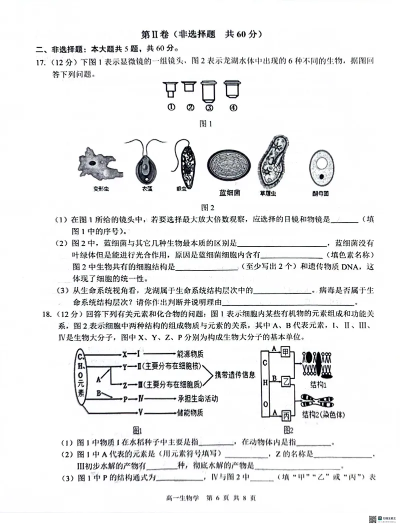 广西&ldquo;贵百河&mdash;武鸣高中&rdquo;2024-2025学年高一上学期12月新高考月考生物试题_2024年12月试卷_1220广西壮族自治区&ldquo;贵百河-武鸣高中&rdquo;2024-2025学年高一上学期12月月考试题