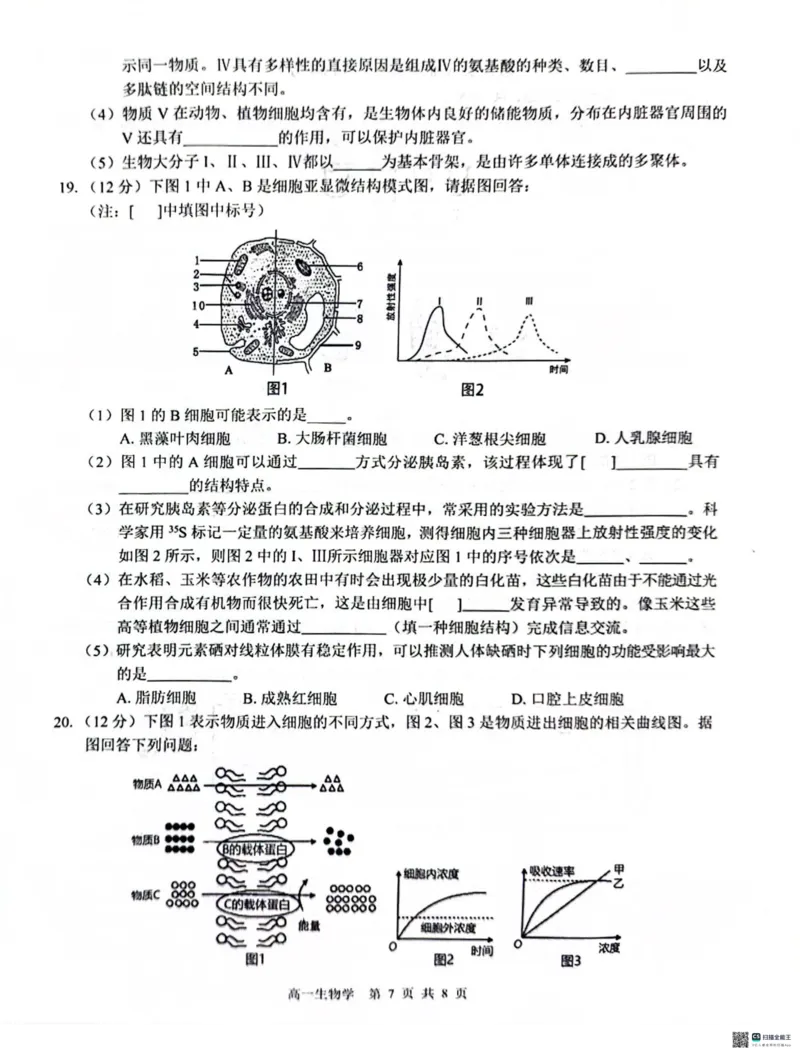 广西&ldquo;贵百河&mdash;武鸣高中&rdquo;2024-2025学年高一上学期12月新高考月考生物试题_2024年12月试卷_1220广西壮族自治区&ldquo;贵百河-武鸣高中&rdquo;2024-2025学年高一上学期12月月考试题