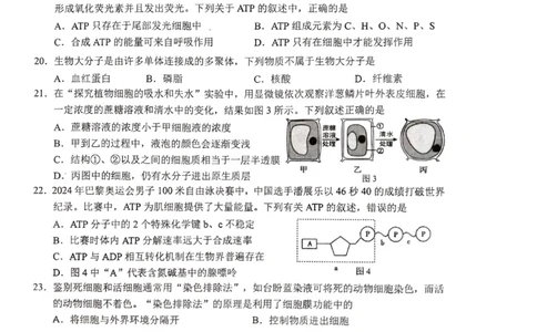 柳州市2024-12月高一联考生物试卷_2024年12月试卷_1211广西柳州市2024-2025学年12月高一联考_广西示范性高中2024年秋季期中高一生物试卷