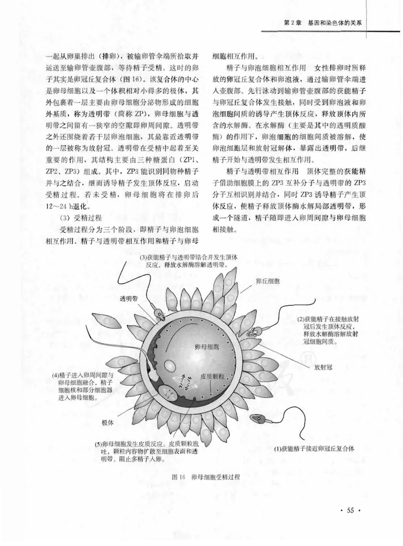 人教版-电子教材-生物2必修遗传与进化教师用书_电子课本_高中教学用书_教师用书