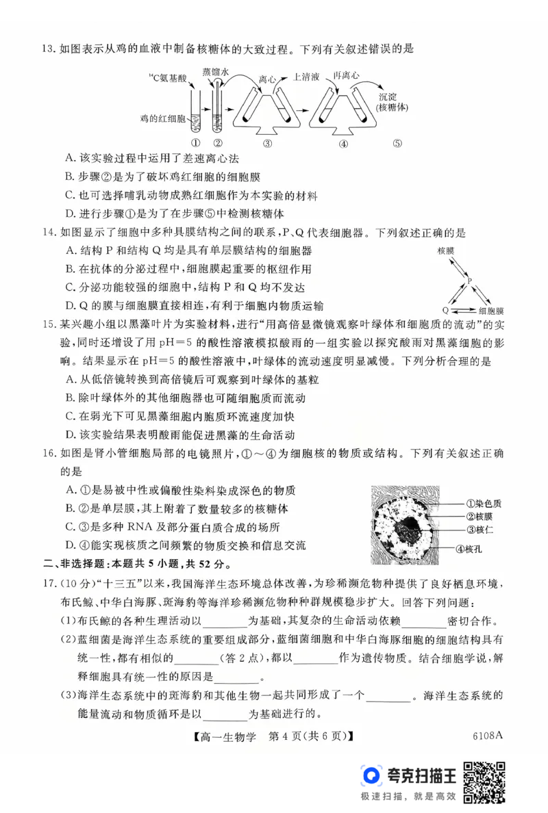 新未来高一生物试题_2025年10月高一试卷_251031河南省新未来大联考2025-2026学年高一上学期10月末质量检测（全）_河南省新未来大联考2025-2026学年高一上学期10月质量检测生物试题含答案