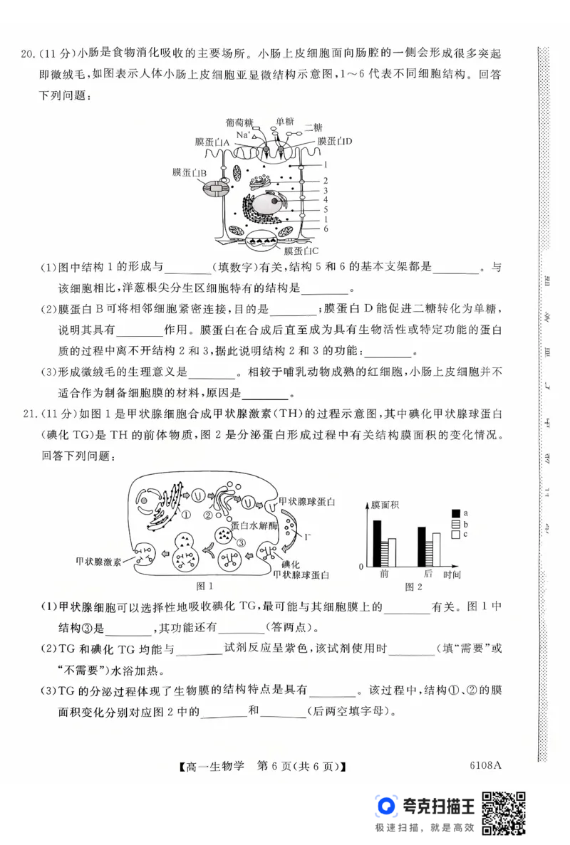 新未来高一生物试题_2025年10月高一试卷_251031河南省新未来大联考2025-2026学年高一上学期10月末质量检测（全）_河南省新未来大联考2025-2026学年高一上学期10月质量检测生物试题含答案