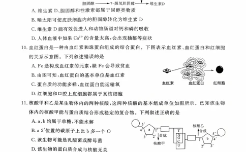 新未来高一生物试题_2025年10月高一试卷_251031河南省新未来大联考2025-2026学年高一上学期10月末质量检测（全）_河南省新未来大联考2025-2026学年高一上学期10月质量检测生物试题含答案