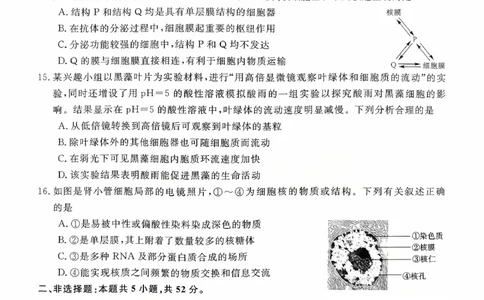 新未来高一生物试题_2025年10月高一试卷_251031河南省新未来大联考2025-2026学年高一上学期10月末质量检测（全）_河南省新未来大联考2025-2026学年高一上学期10月质量检测生物试题含答案