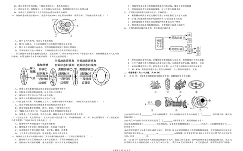 桂林师大附中2025年秋季期中高一生物试卷_2025年11月高一试卷_251128广西桂林师大附中2025年秋季期中高一考试（全）