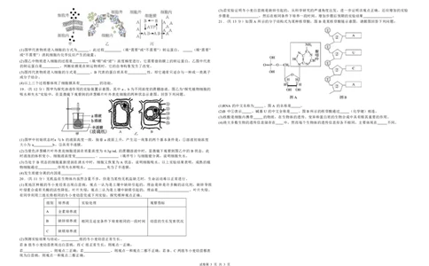 桂林师大附中2025年秋季期中高一生物试卷_2025年11月高一试卷_251128广西桂林师大附中2025年秋季期中高一考试（全）